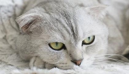 九游娱乐-瑞典队出色发挥：2024混合团体世界杯赛程回顾，瑞典参加世界杯